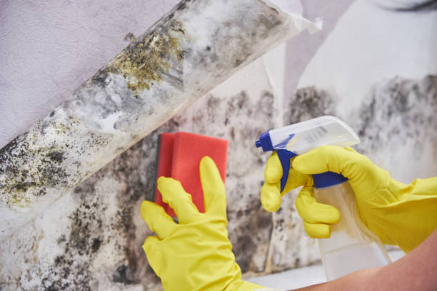 Why You Should Choose Our Mold Remediation Services in Sunnyvale, TX